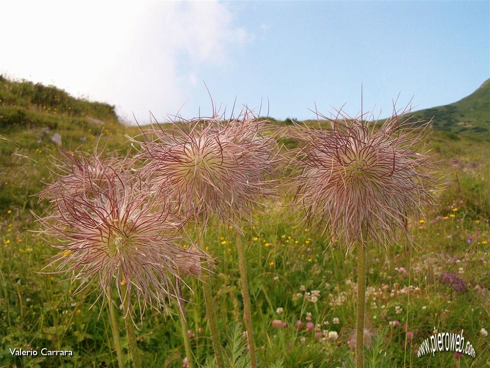 Tanti altri fiori sempre nella conca dei Campelli (3).jpg